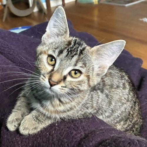 Fern, a Adoptable Domestic Short Hair in Kenosha, WI image 2/3
