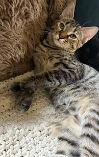 Fern, a Adoptable Domestic Short Hair in Kenosha, WI image 3/3
