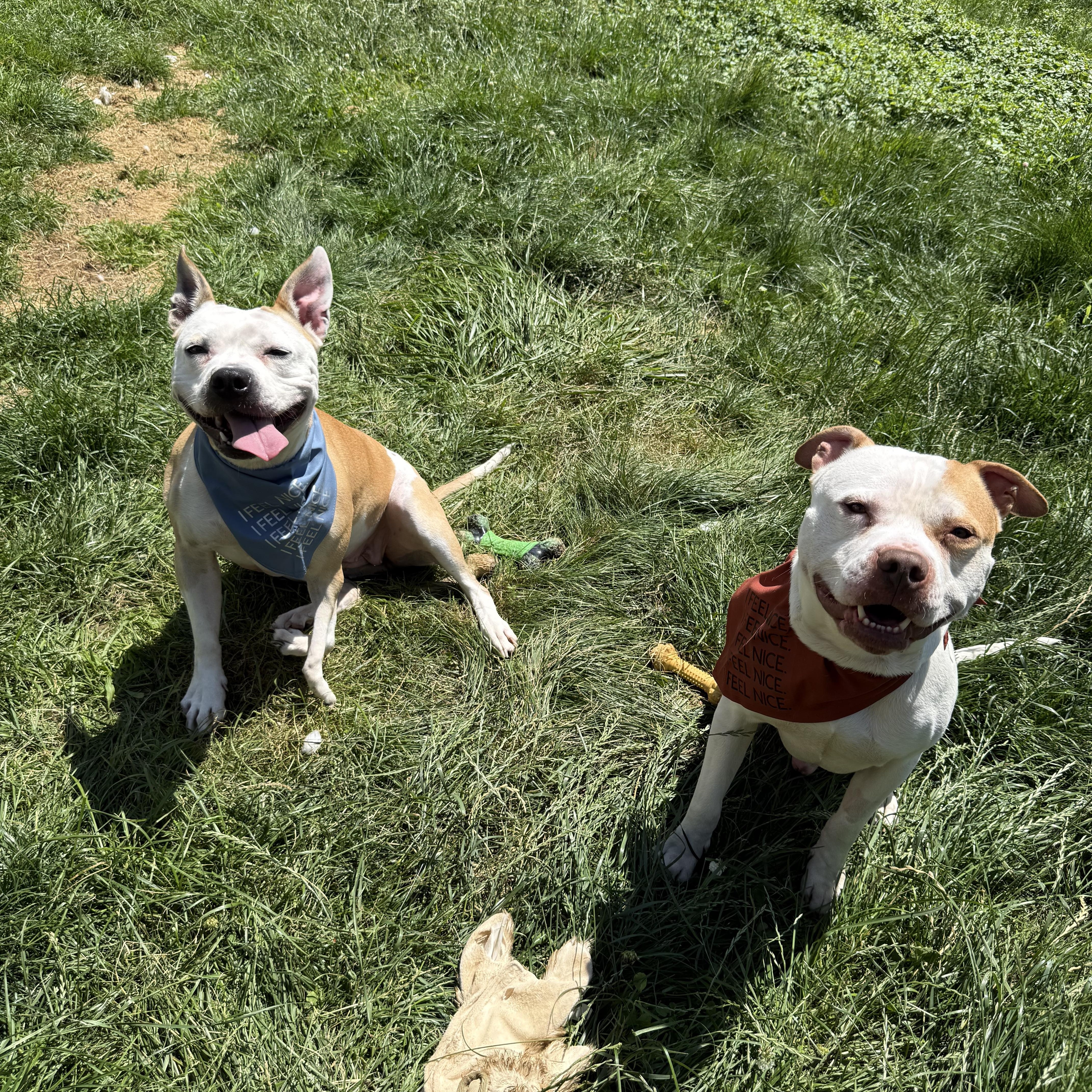 Enlarge Lena & Choppo, bonded pair, a Adoptable Pit Bull Terrier in Hilton, NY image 1/6