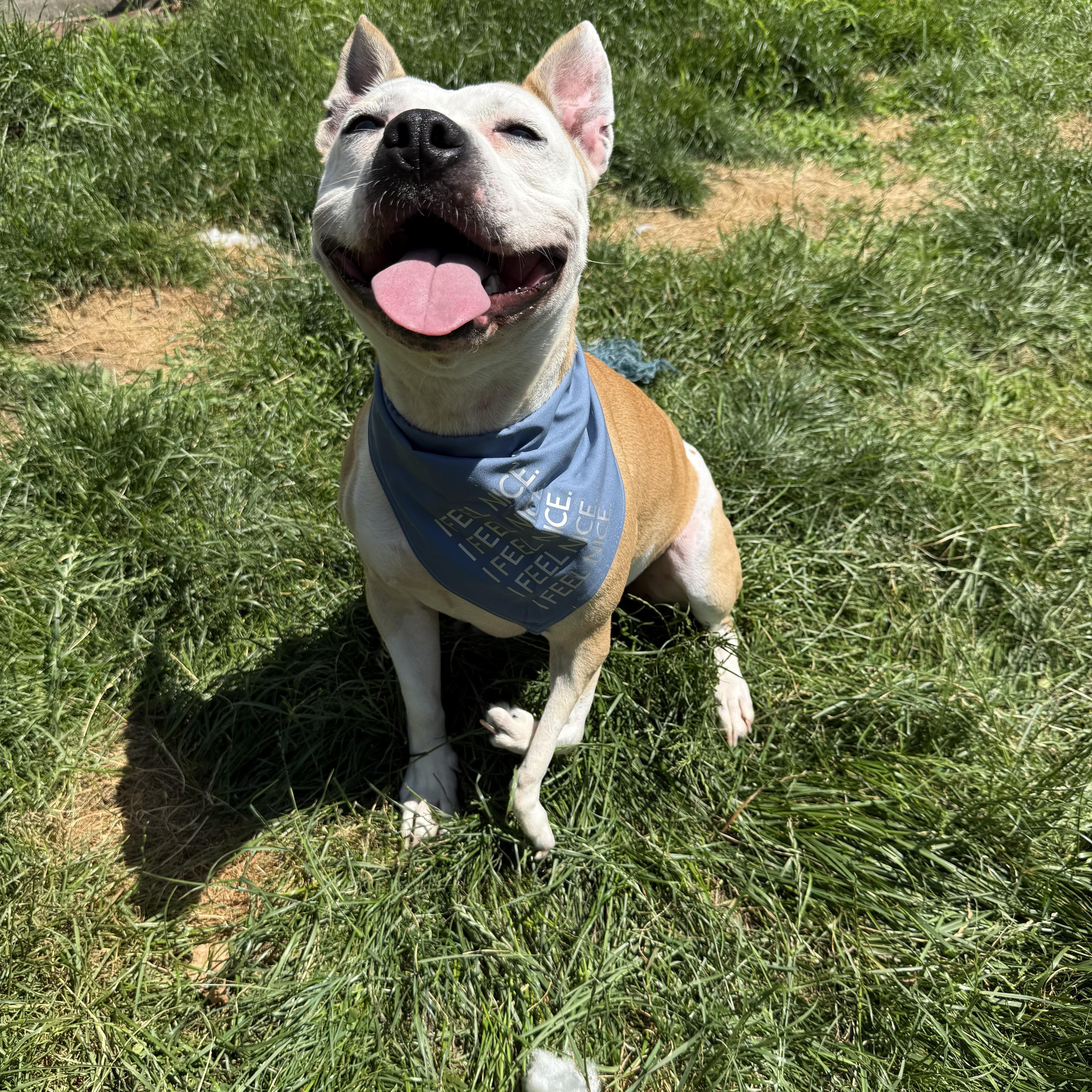 Enlarge Lena & Choppo, bonded pair, a Adoptable Pit Bull Terrier in Hilton, NY image 5/6