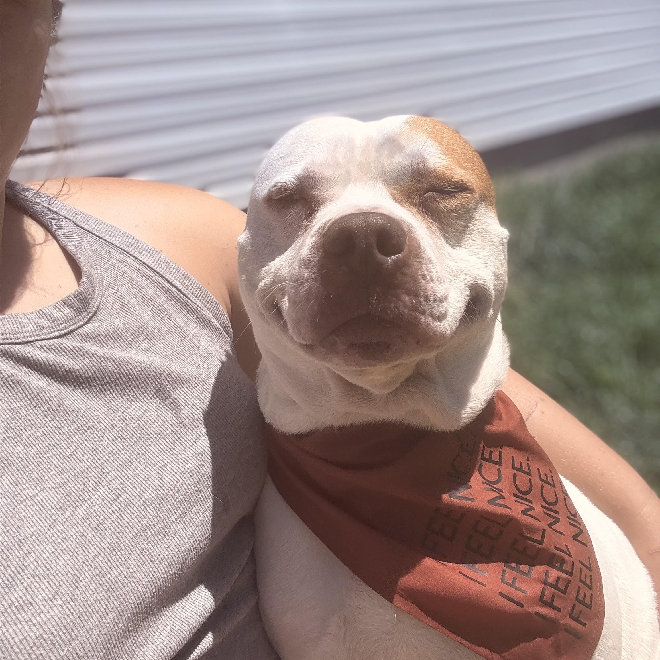 Enlarge Lena & Choppo, bonded pair, a Adoptable Pit Bull Terrier in Hilton, NY image 4/6