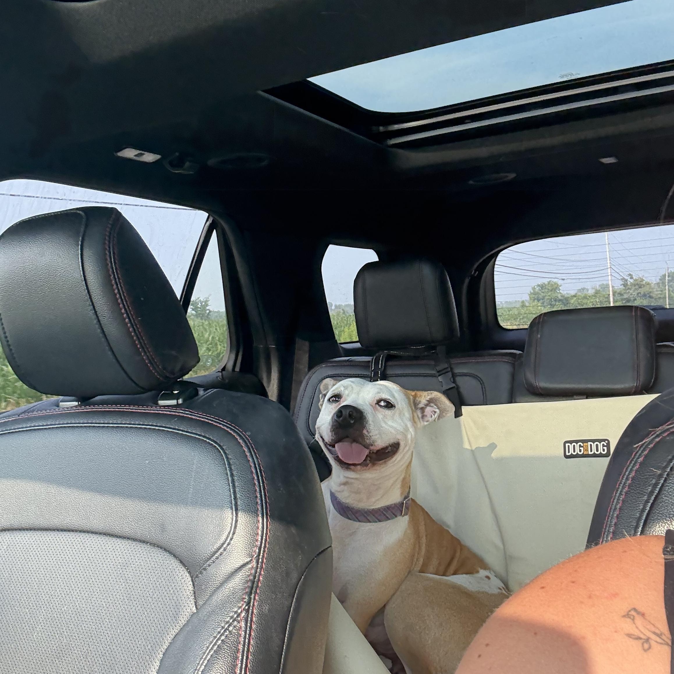 Enlarge Lena & Choppo, bonded pair, a Adoptable Pit Bull Terrier in Hilton, NY image 3/6