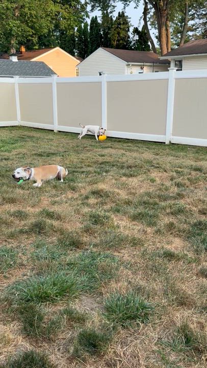 Enlarge Lena & Choppo, bonded pair, a Adoptable Pit Bull Terrier in Hilton, NY video 6/6