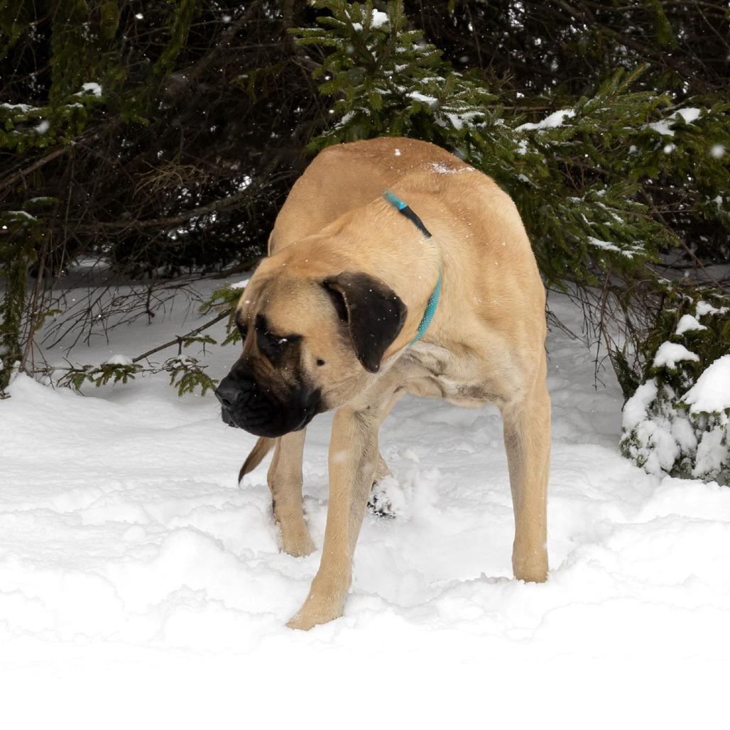Venus, a Adoptable Mastiff in Erie, PA image 1/6