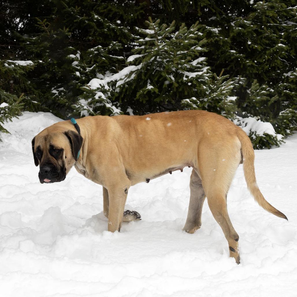 Venus, Adoptable, Adult Female Mastiff.