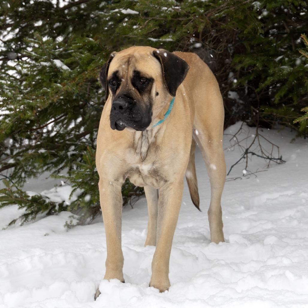 Venus, a Adoptable Mastiff in Erie, PA image 2/6