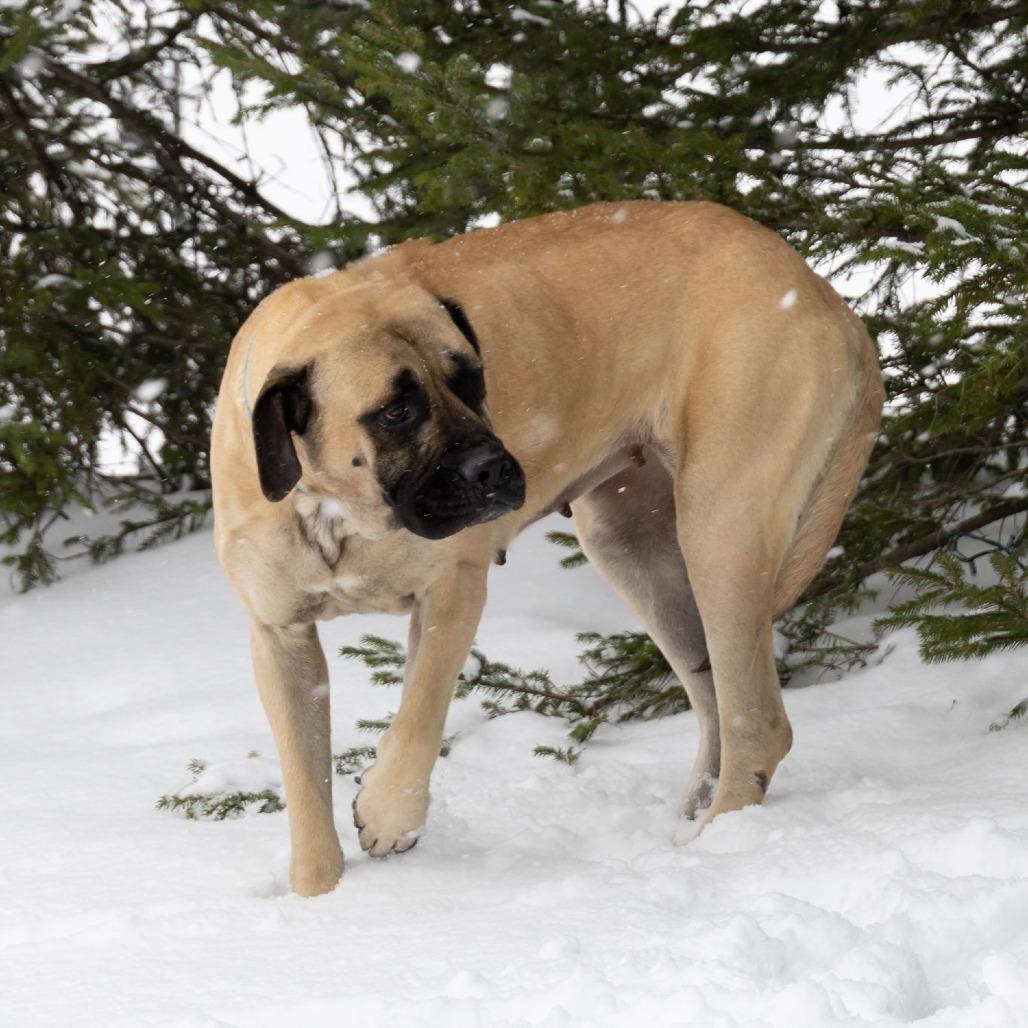 Venus, a Adoptable Mastiff in Erie, PA image 4/6