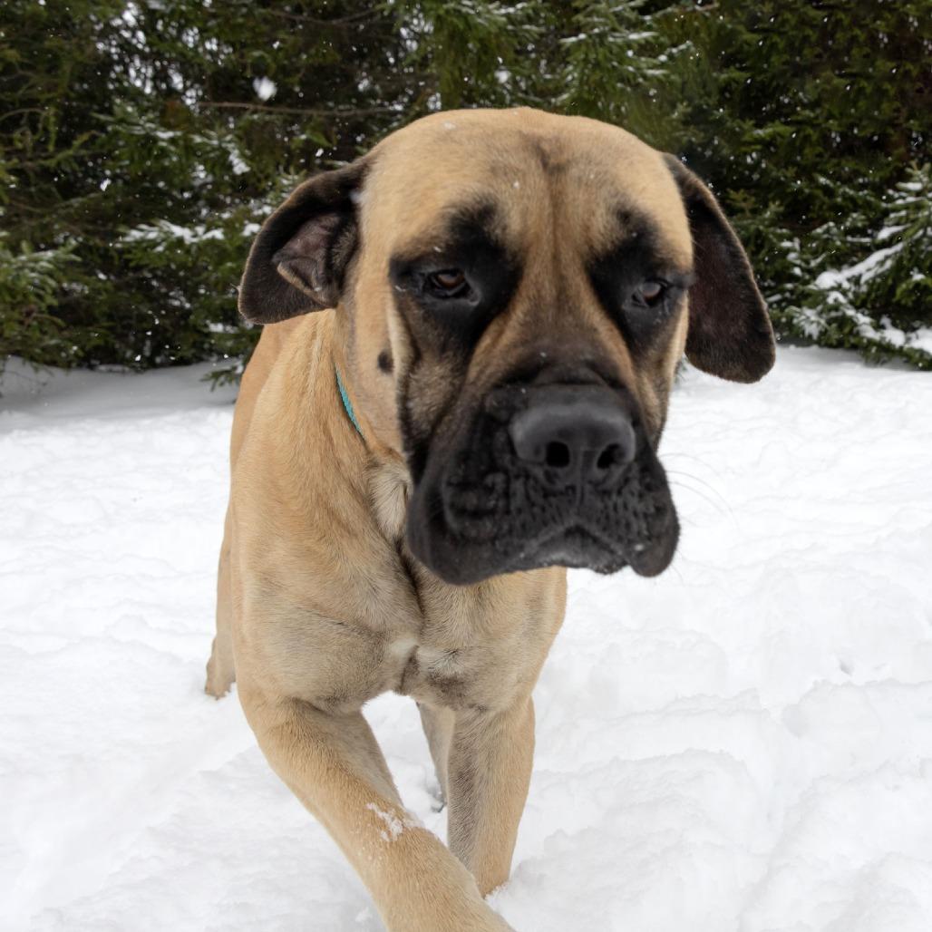 Venus, a Adoptable Mastiff in Erie, PA image 5/6