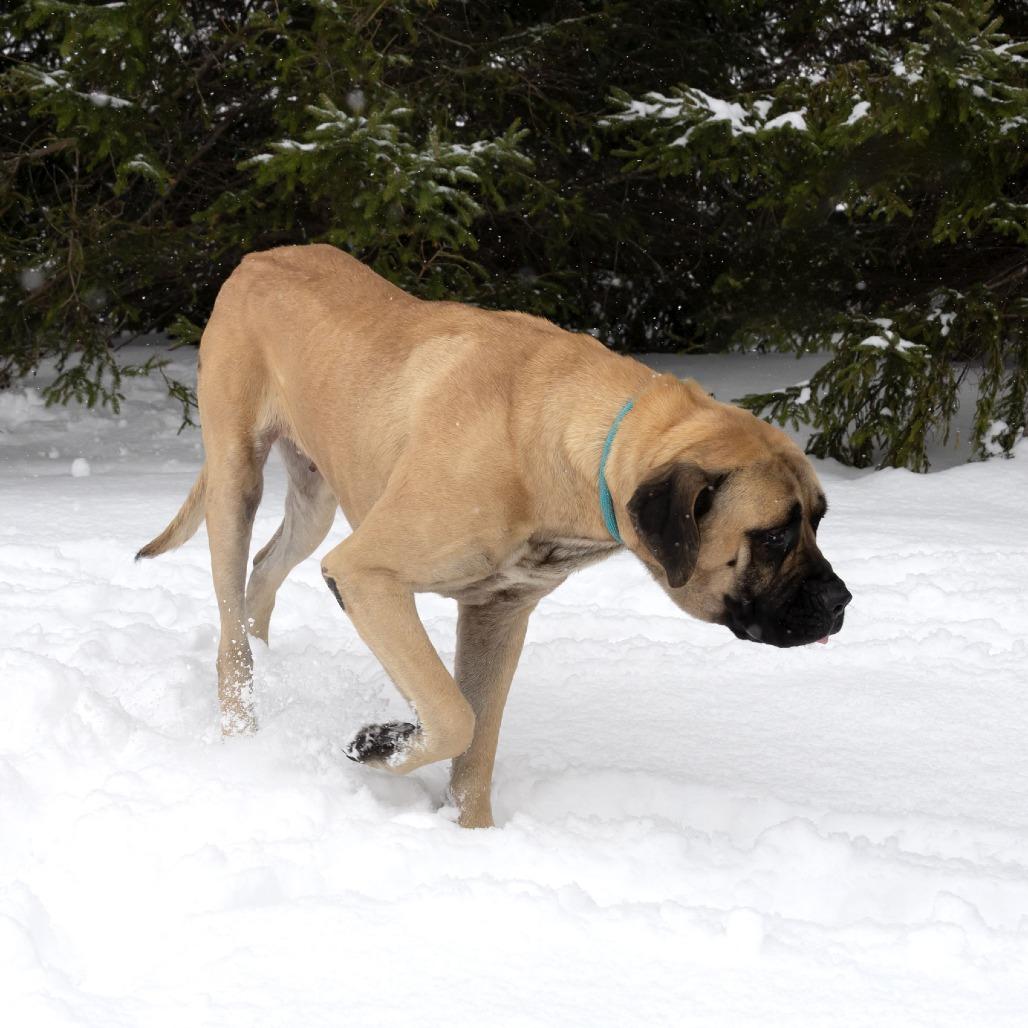 Venus, a Adoptable Mastiff in Erie, PA image 6/6