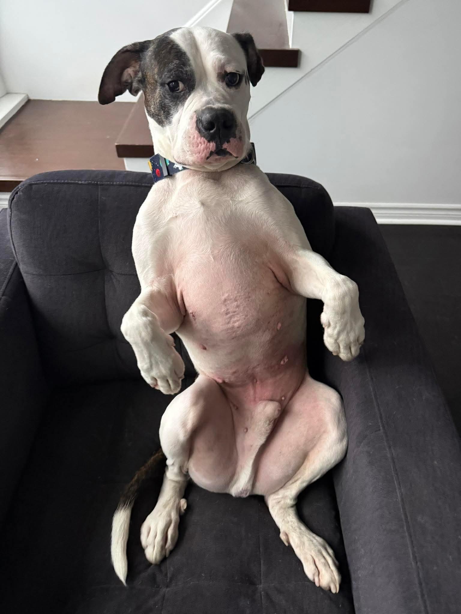 Enlarge LOKI, a ADOPTABLE American Bulldog in Toronto, ON image 3/6