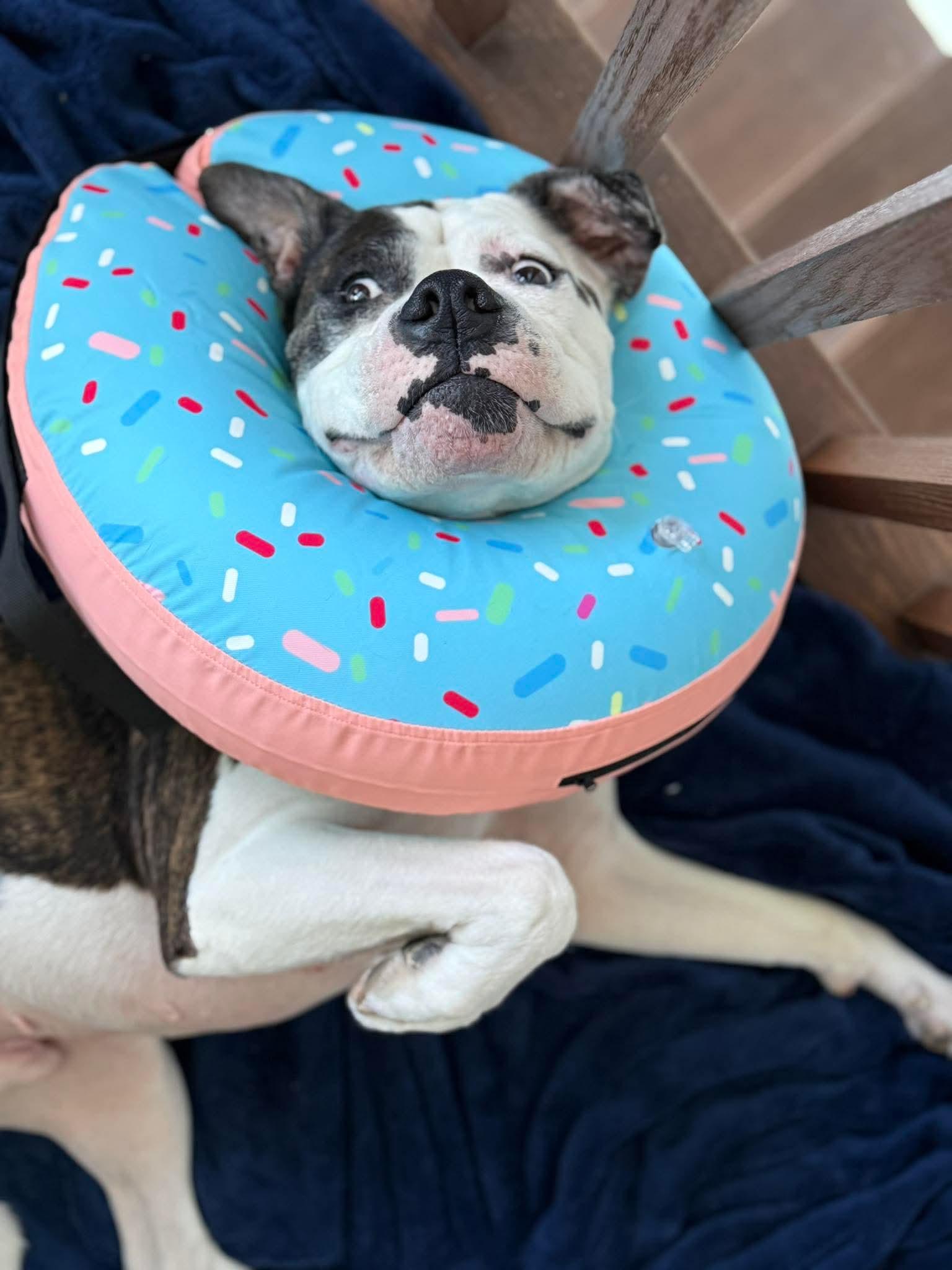 Enlarge LOKI, a ADOPTABLE American Bulldog in Toronto, ON image 6/6