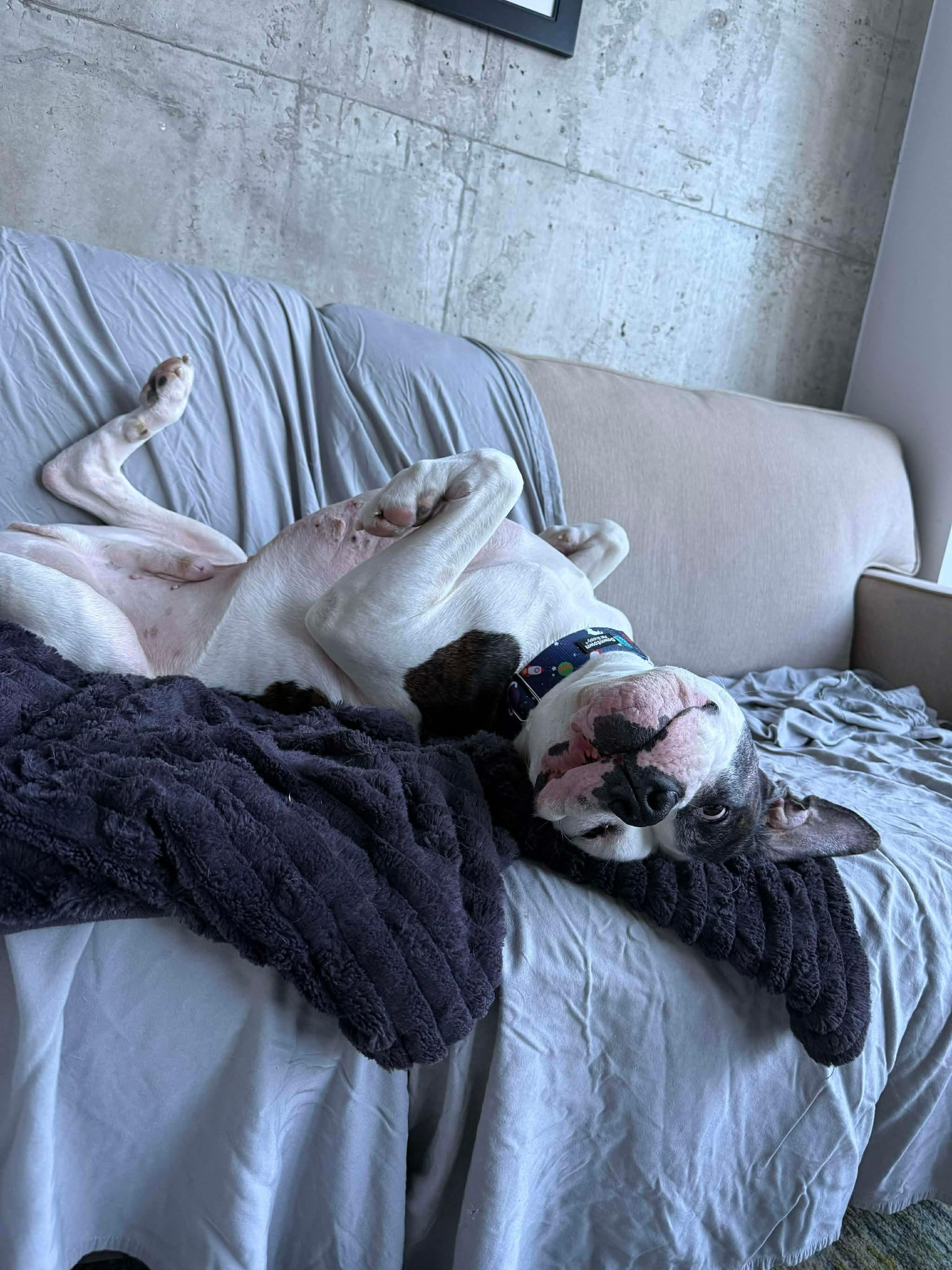 Enlarge LOKI, a ADOPTABLE American Bulldog in Toronto, ON image 4/6