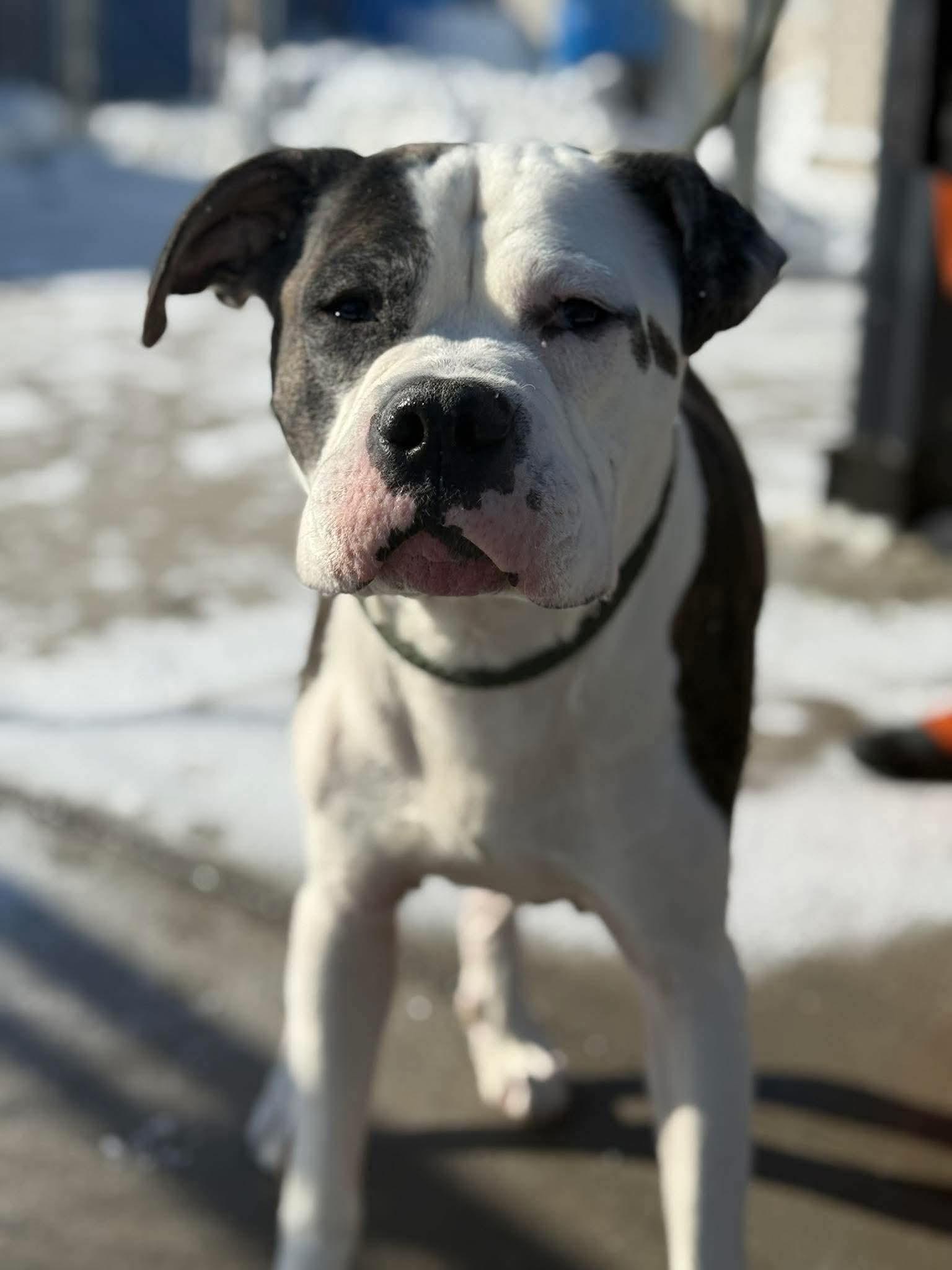 Enlarge LOKI, a ADOPTABLE American Bulldog in Toronto, ON image 5/6
