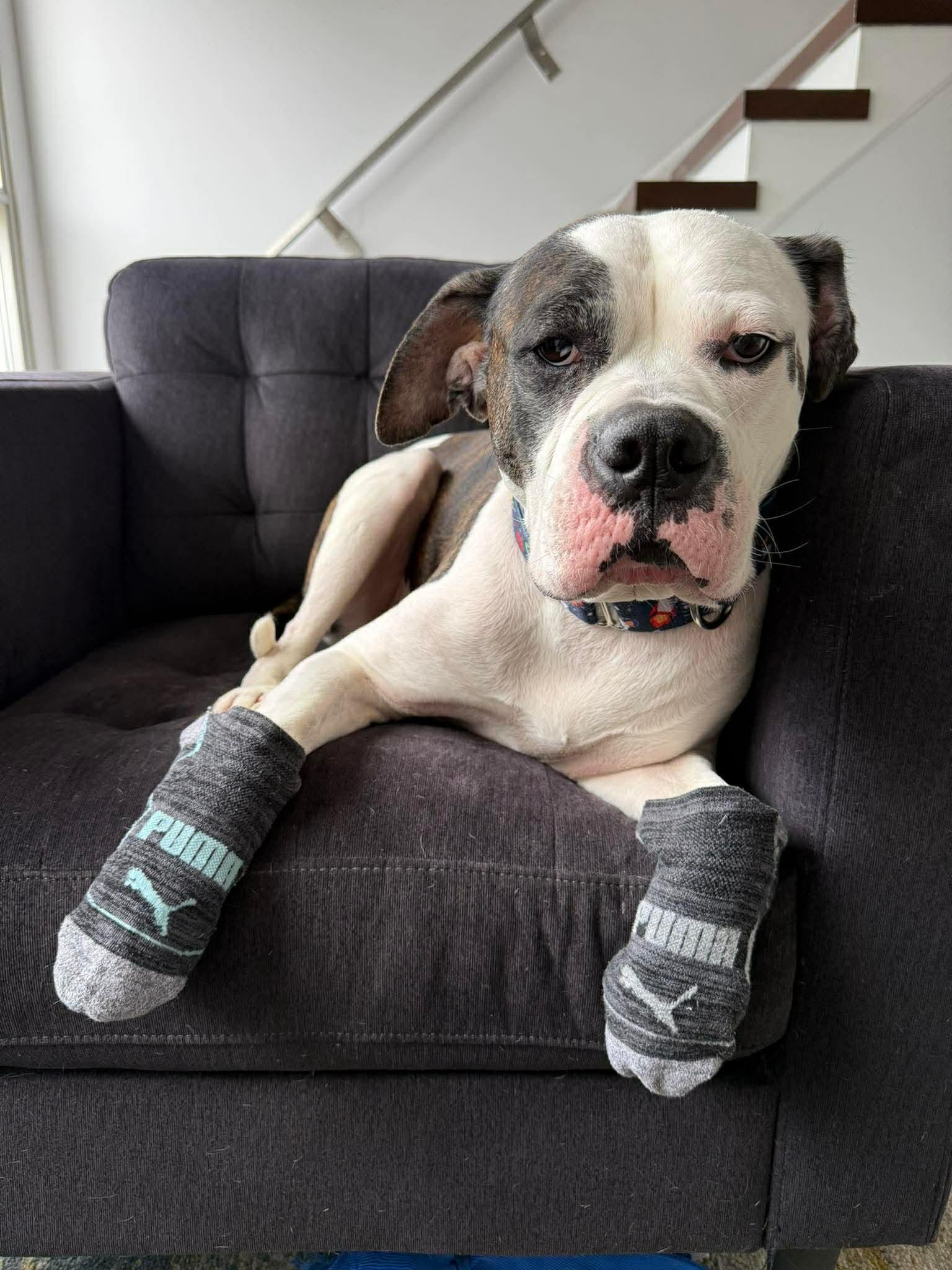 LOKI, ADOPTABLE, Adult Male American Bulldog.