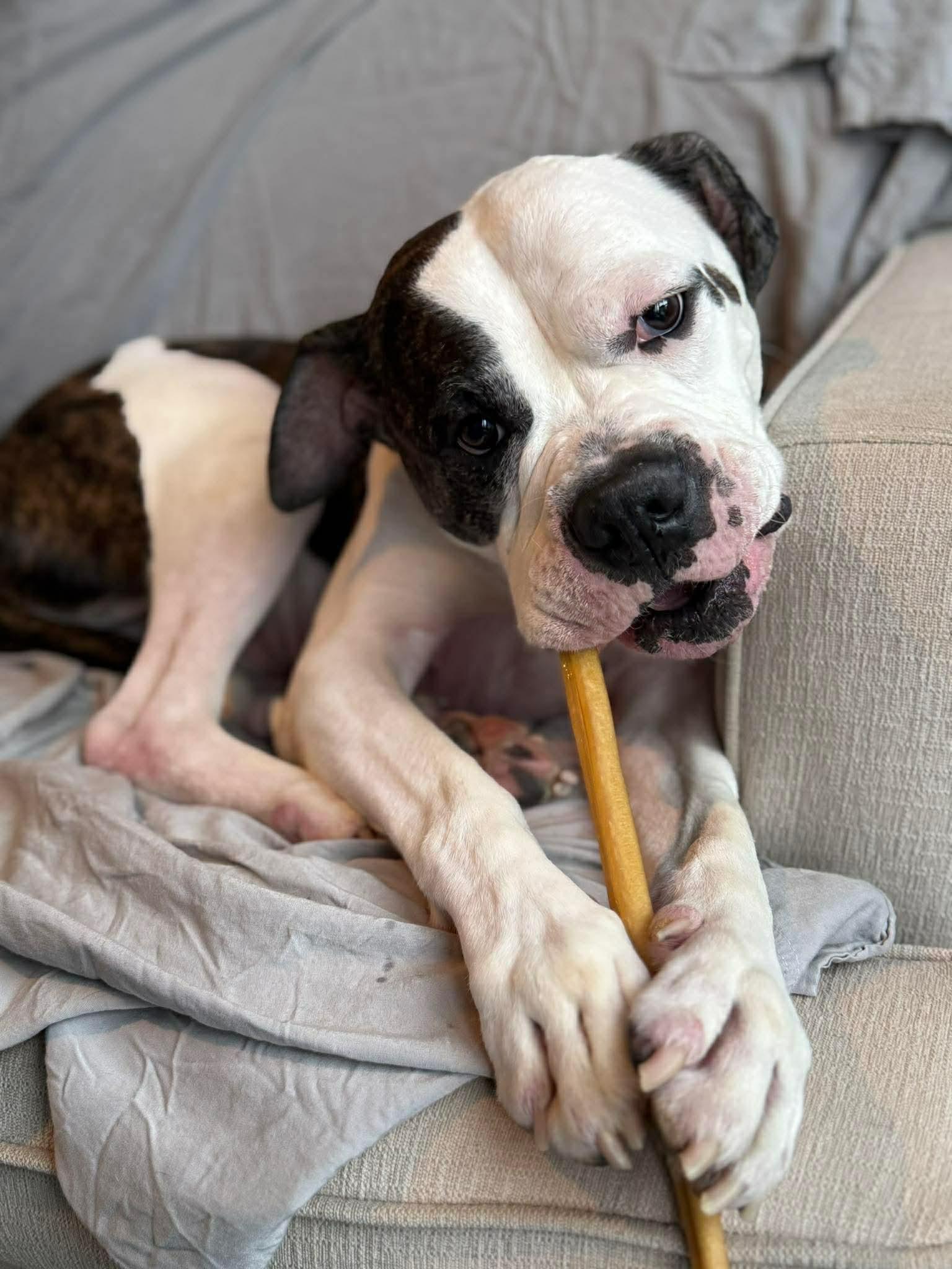 Enlarge LOKI, a ADOPTABLE American Bulldog in Toronto, ON image 2/6