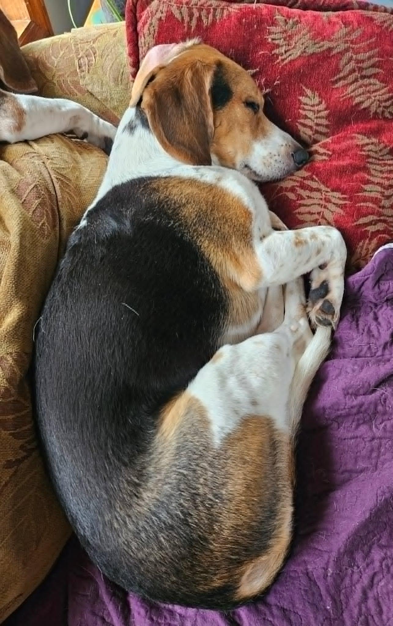 Petey, an adoptable Beagle in Palos Hills, IL image 4/6