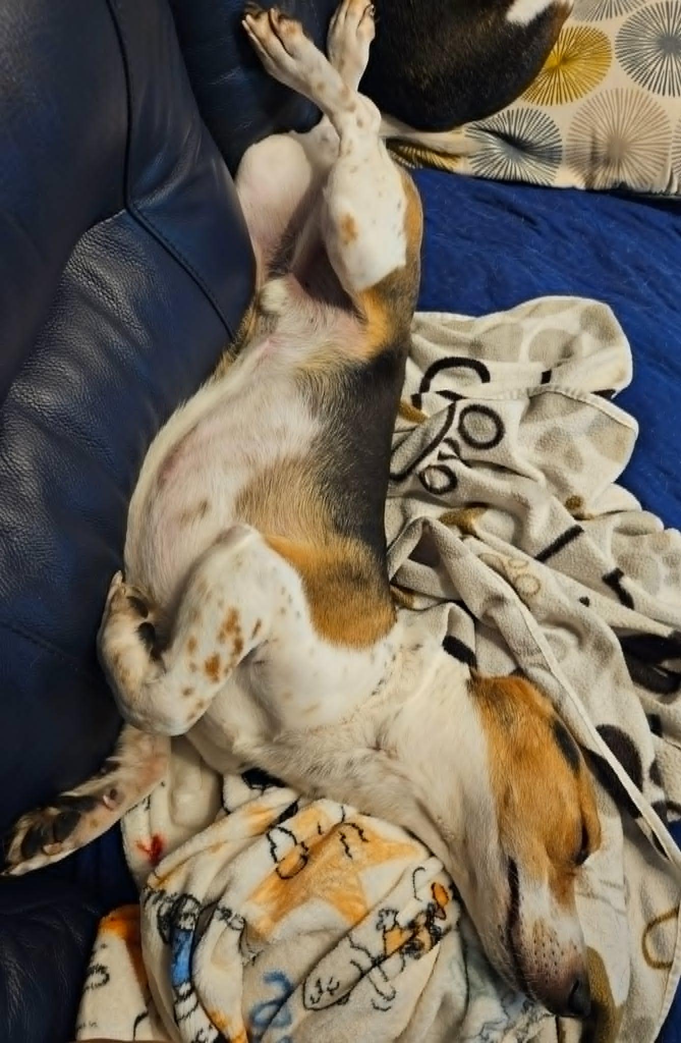 Petey, an adoptable Beagle in Palos Hills, IL image 5/6