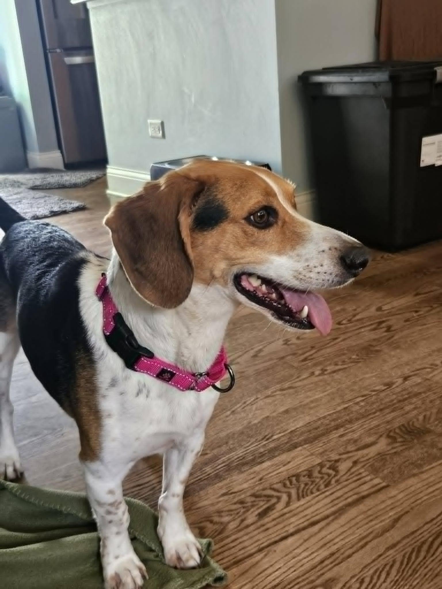 Petey, an adoptable Beagle in Palos Hills, IL image 3/6