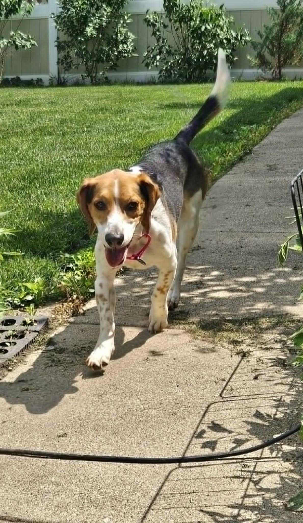 Petey, an adoptable Beagle in Palos Hills, IL image 6/6