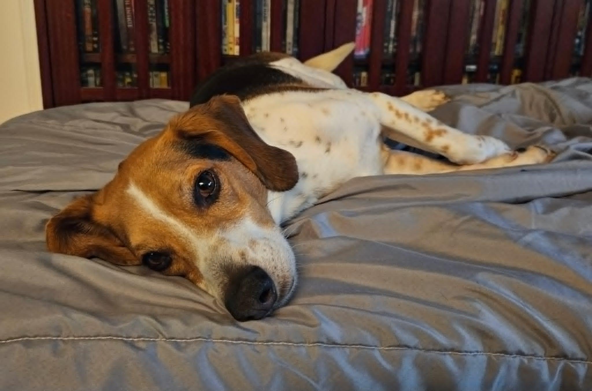 Petey, adoptable, Adult Male Beagle.