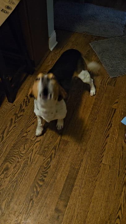 Enlarge Petey, an adoptable Beagle in Palos Hills, IL video 2/6