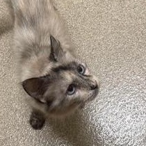 Alice, a Adoptable Domestic Short Hair in Sterling, VA image 5/6