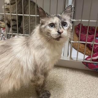 Alice, a Adoptable Domestic Short Hair in Sterling, VA image 6/6