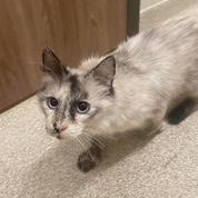 Alice, a Adoptable Domestic Short Hair in Sterling, VA image 4/6