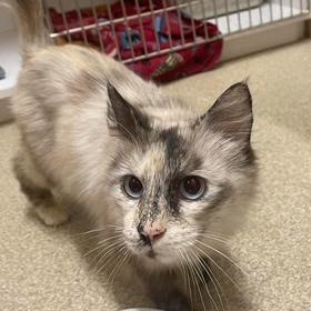 Alice, a Adoptable Domestic Short Hair in Sterling, VA image 2/6