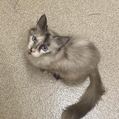 Alice, a Adoptable Domestic Short Hair in Sterling, VA image 3/6