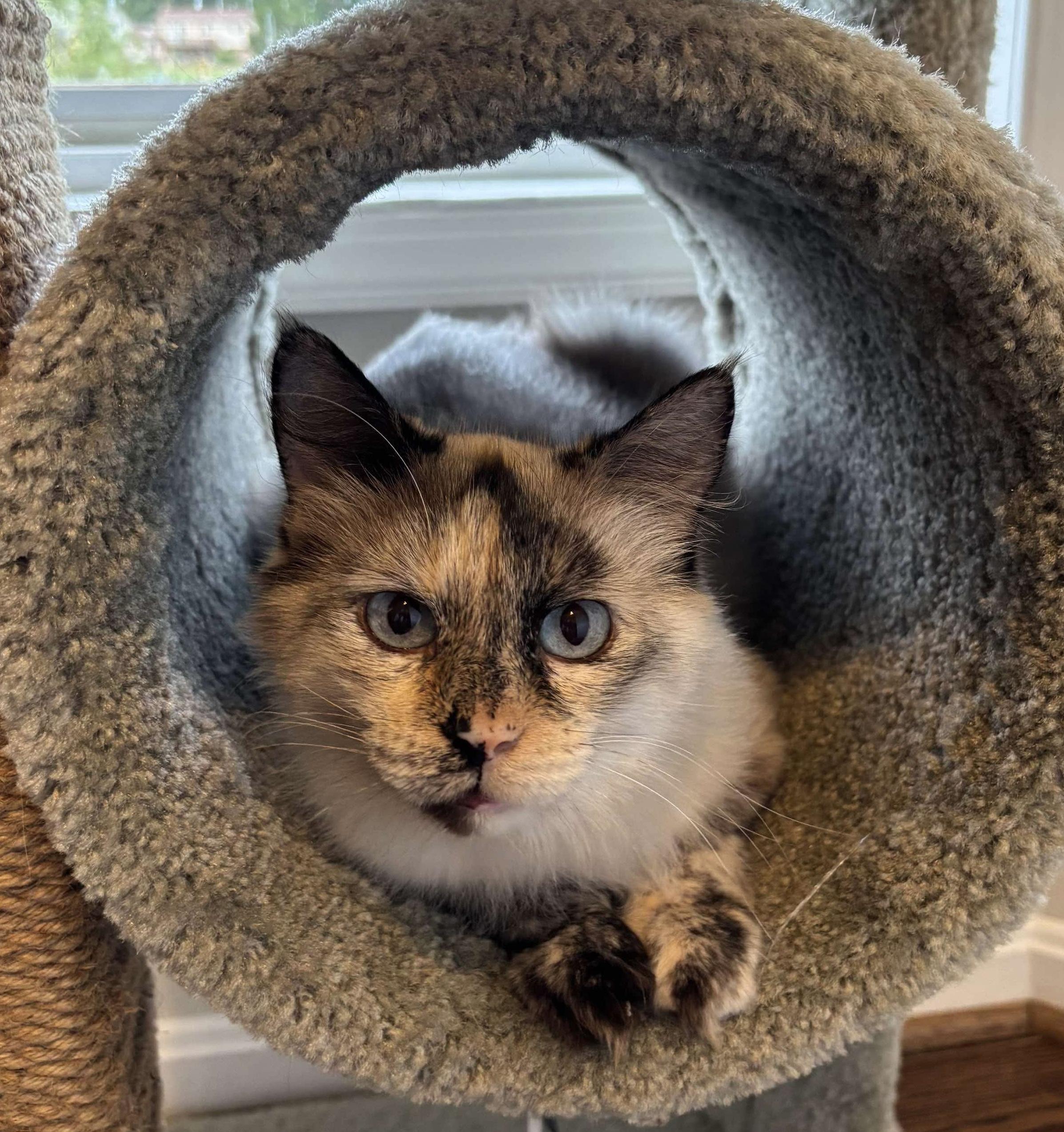 Alice, a Adoptable Domestic Short Hair in Sterling, VA image 1/6