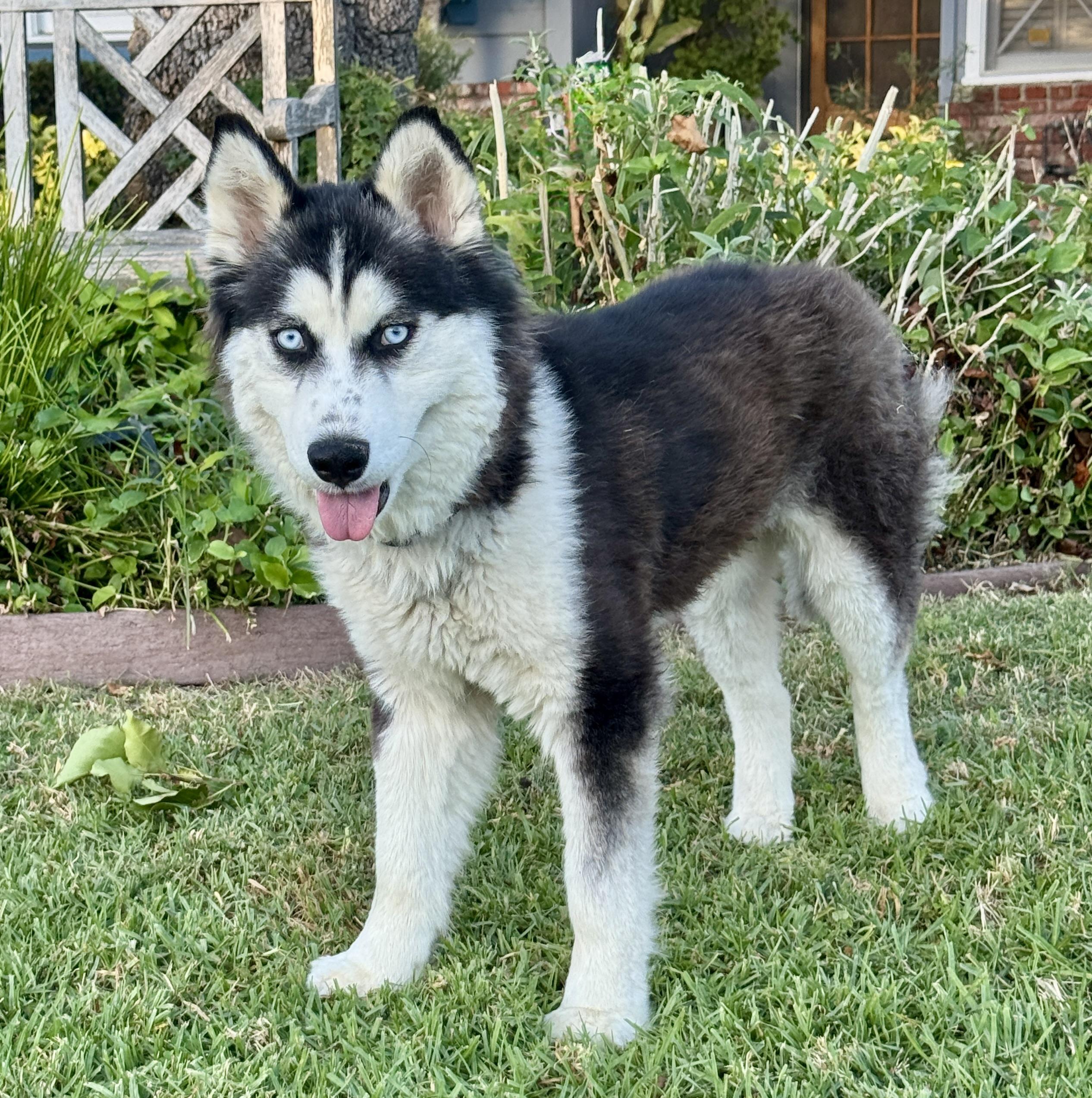 Enlarge Daiquiri - Only 33 lbs, a ADOPTABLE mixed breed in Van Nuys, CA image 3/3