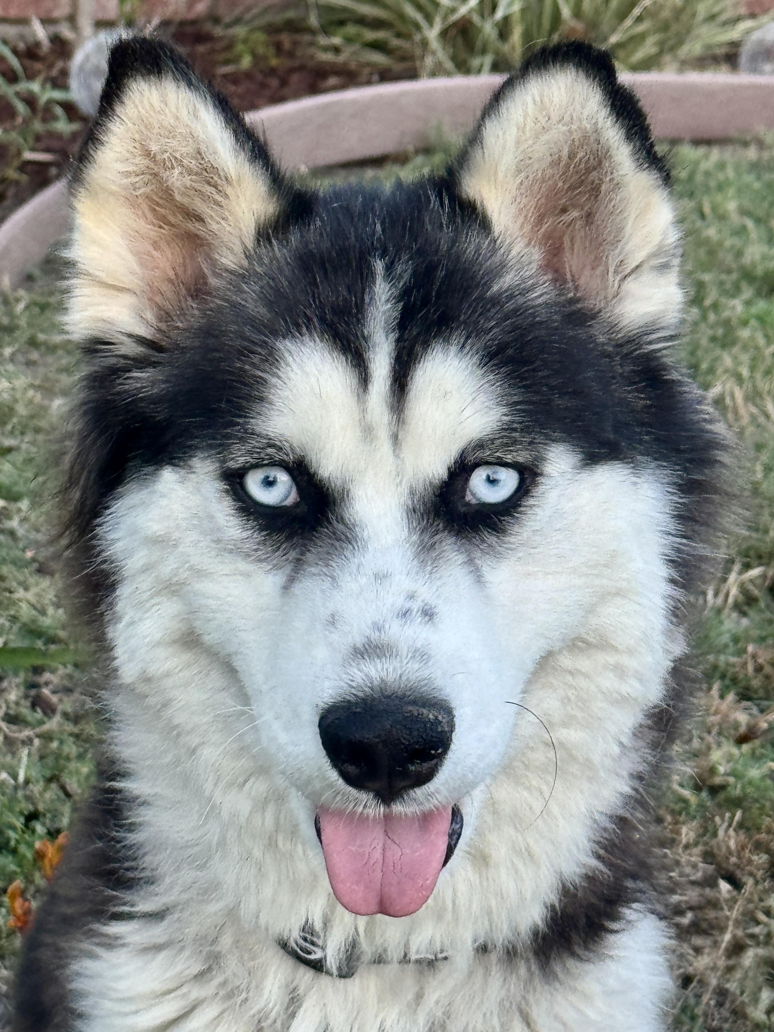 Daiquiri - Only 33 lbs, ADOPTABLE, Young Female Pomsky & Siberian Husky.