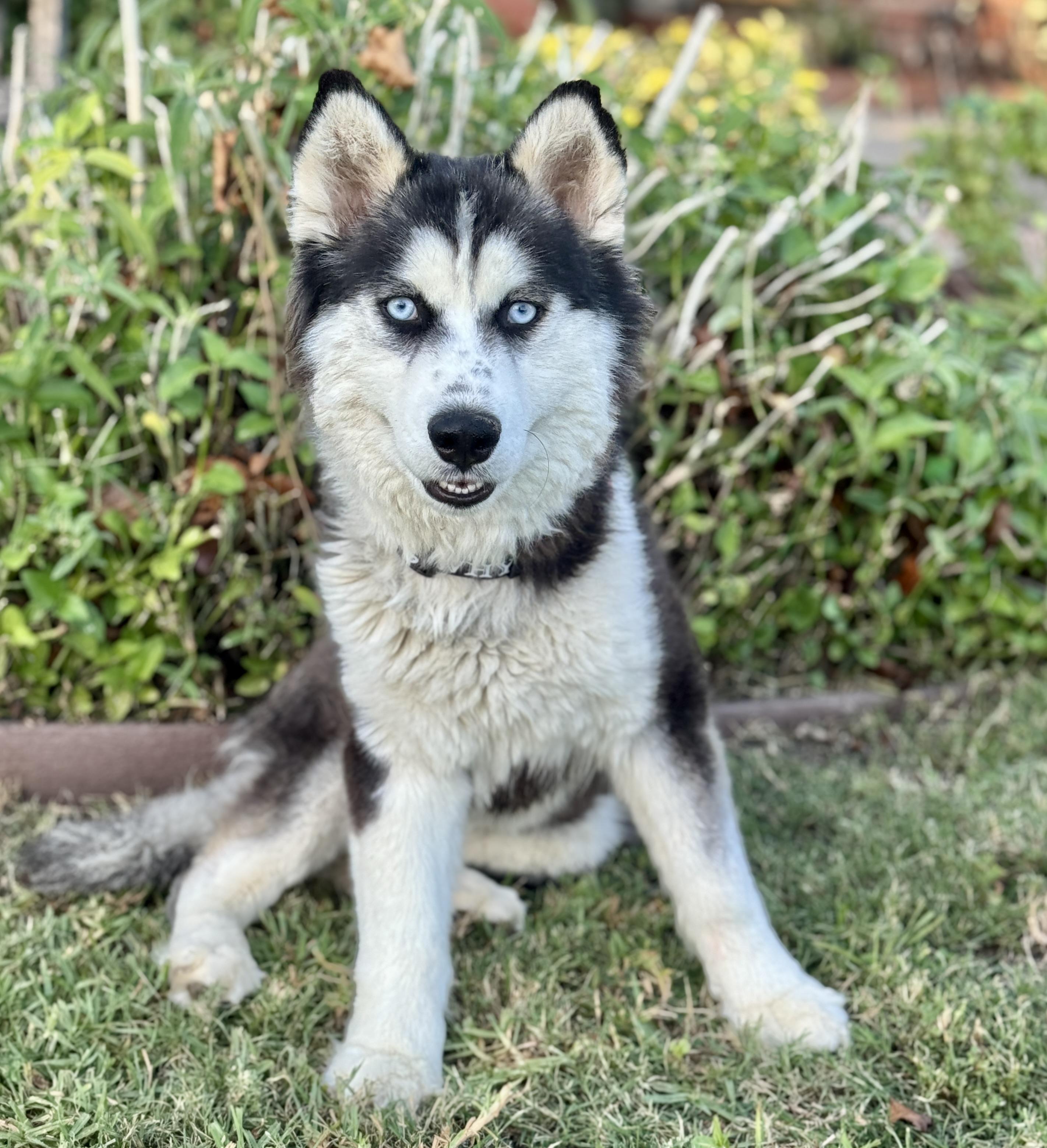Enlarge Daiquiri - Only 33 lbs, a ADOPTABLE mixed breed in Van Nuys, CA image 2/3