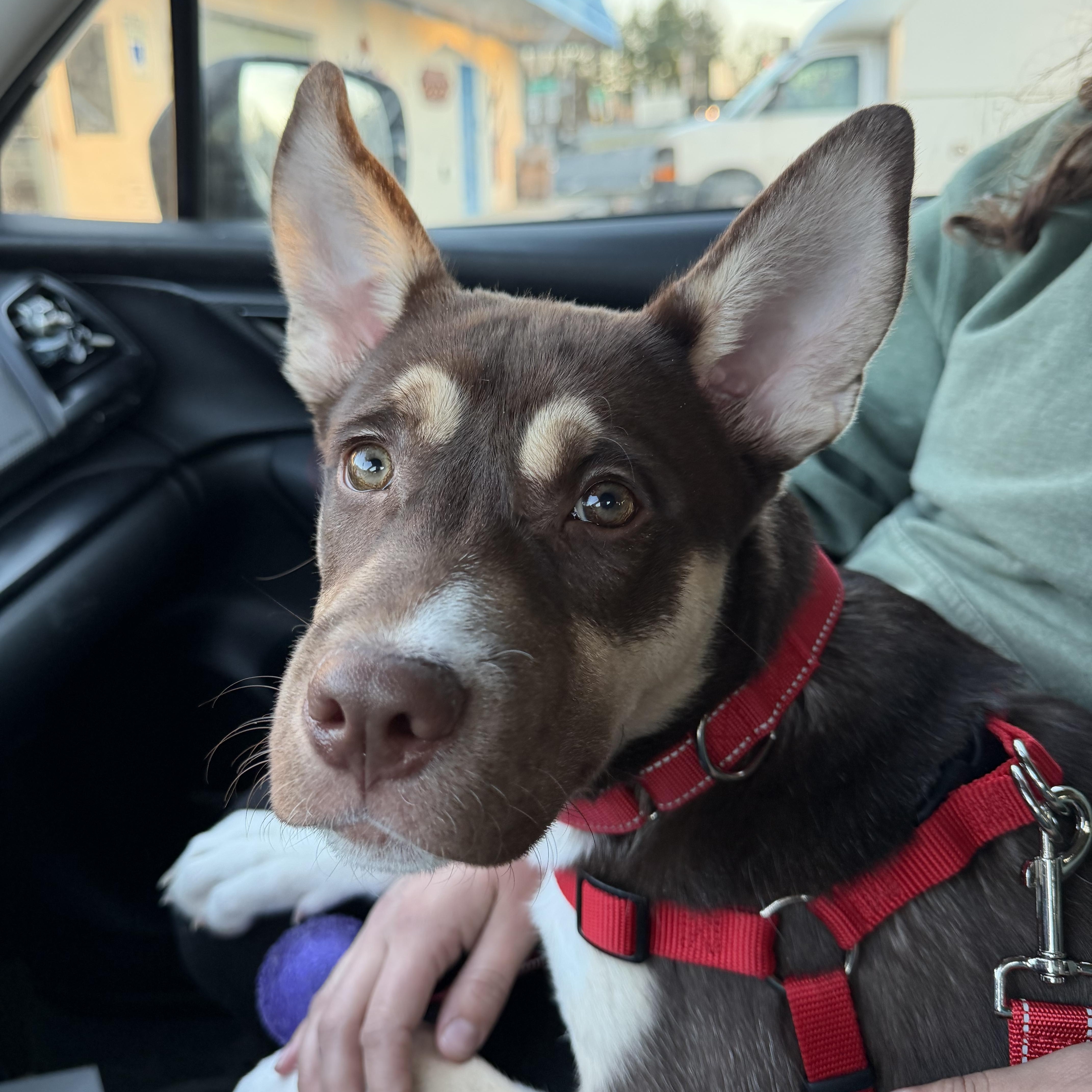 Enlarge Bear, a ADOPTABLE mixed breed in Spring City, PA image 3/3