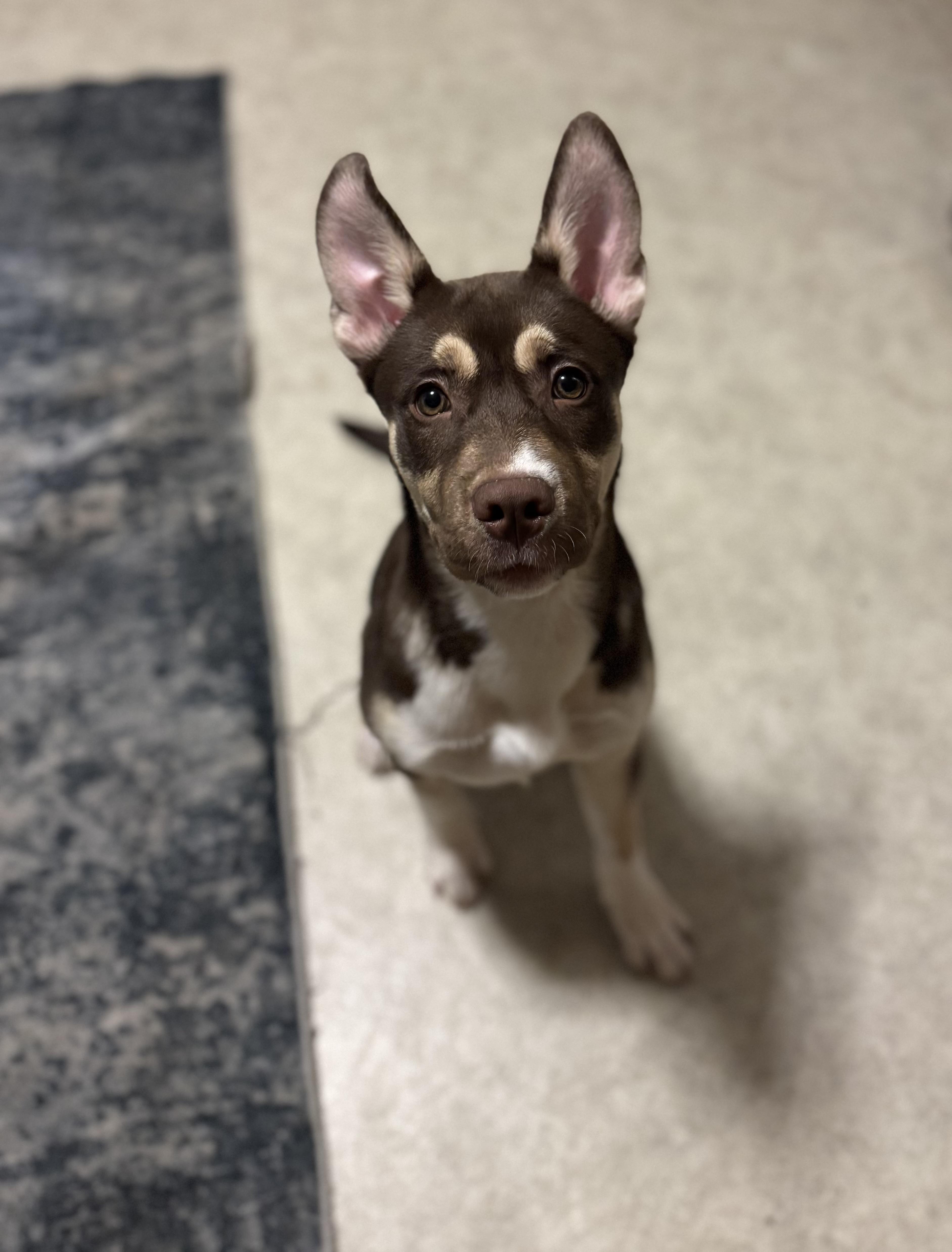Enlarge Bear, a ADOPTABLE mixed breed in Spring City, PA image 1/3