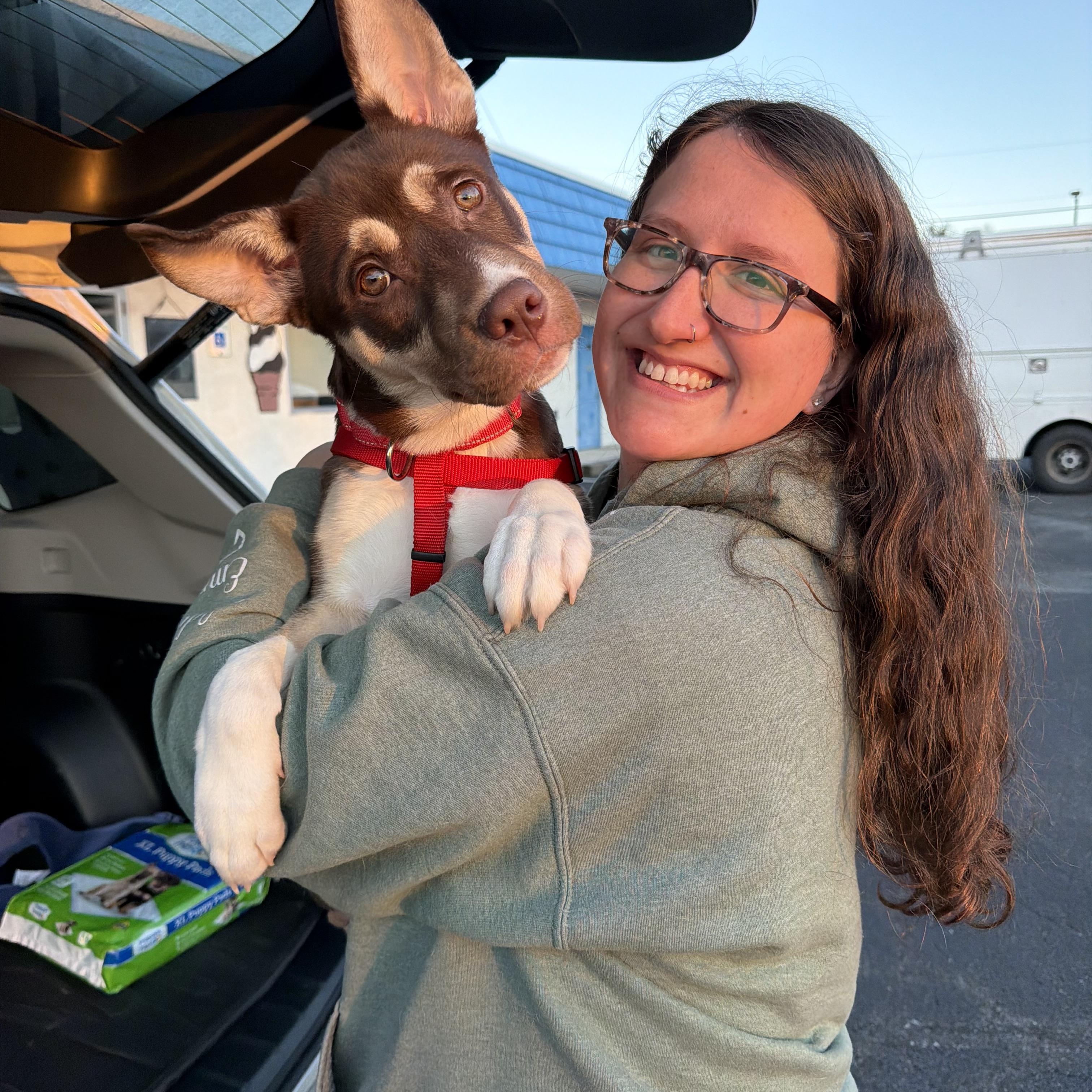Enlarge Bear, a ADOPTABLE mixed breed in Spring City, PA image 2/3