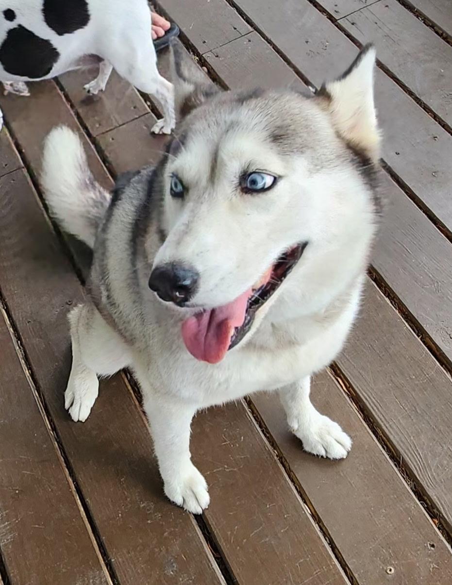 Frejah, Adoptable, Adult Female Siberian Husky.