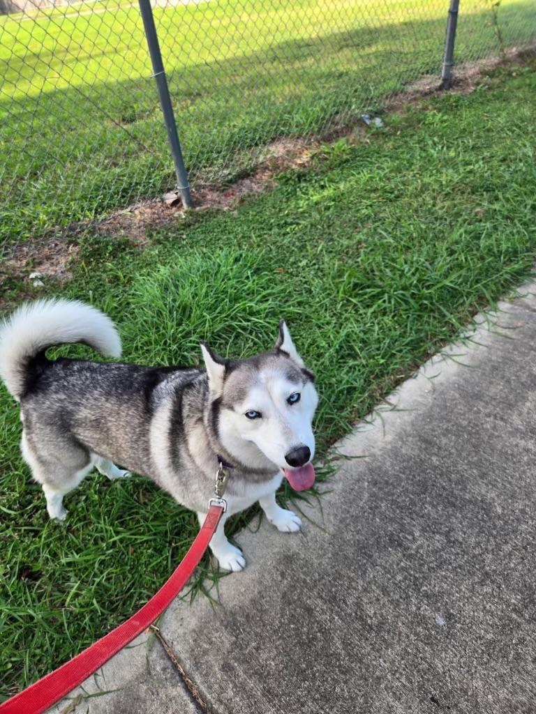 Frejah, a Adoptable mixed breed in Johnston, RI image 2/4