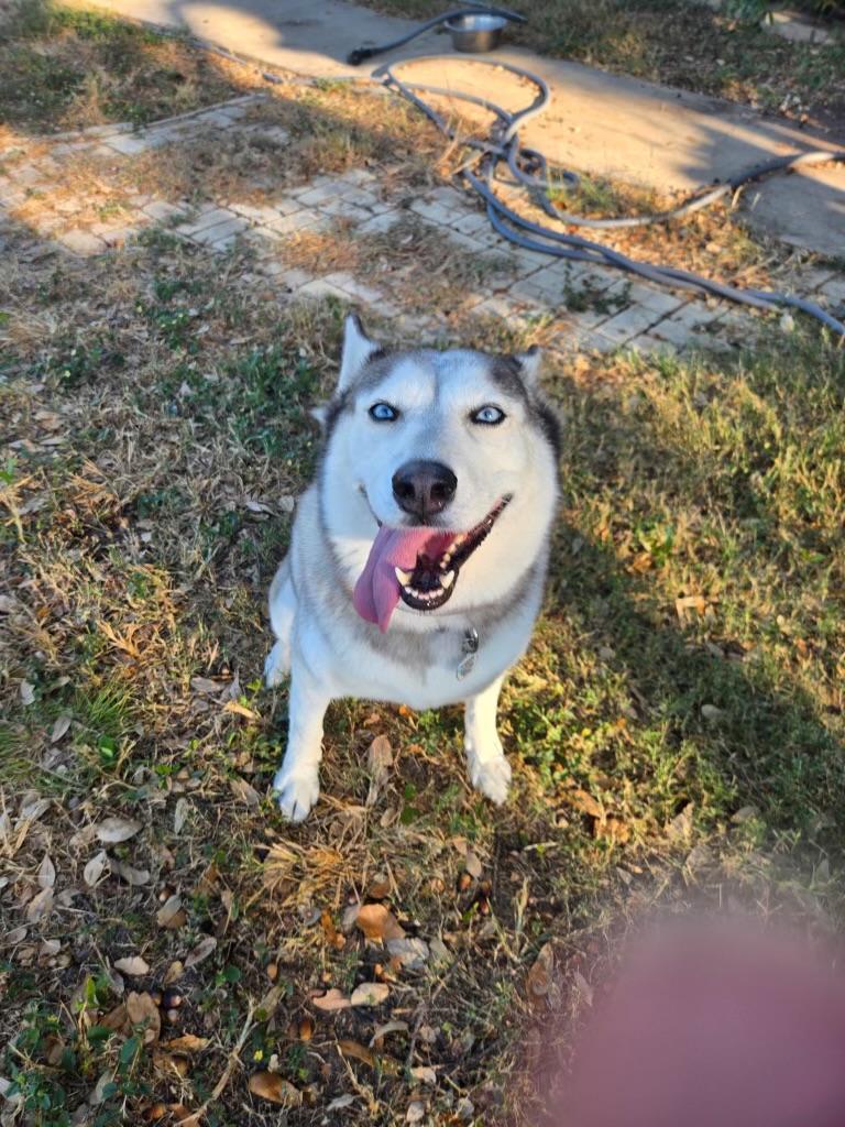 Frejah, a Adoptable mixed breed in Johnston, RI image 3/4
