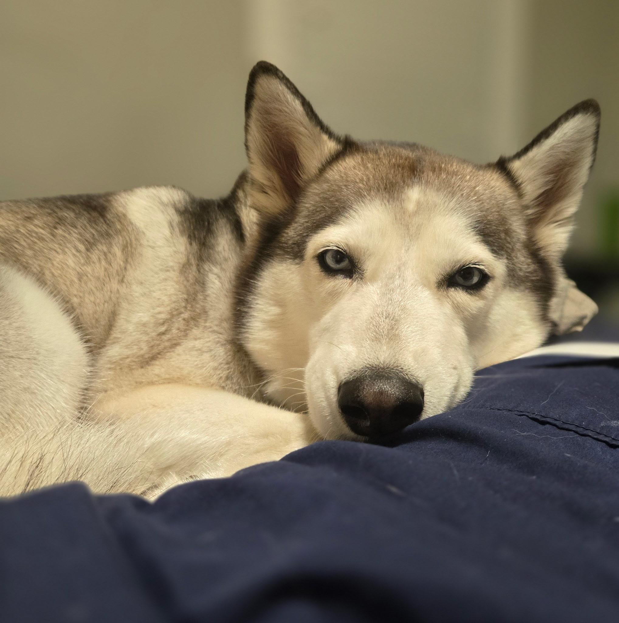 Frejah, a Adoptable mixed breed in Johnston, RI image 4/4