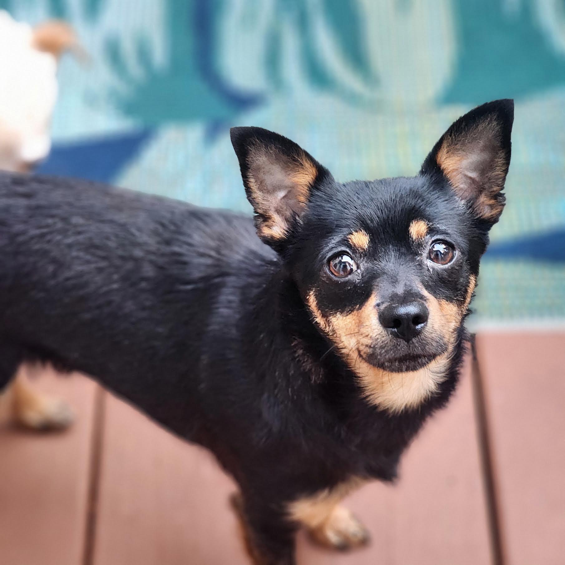 Enlarge Maisey, a Adoptable mixed breed in Cumming, GA image 4/5