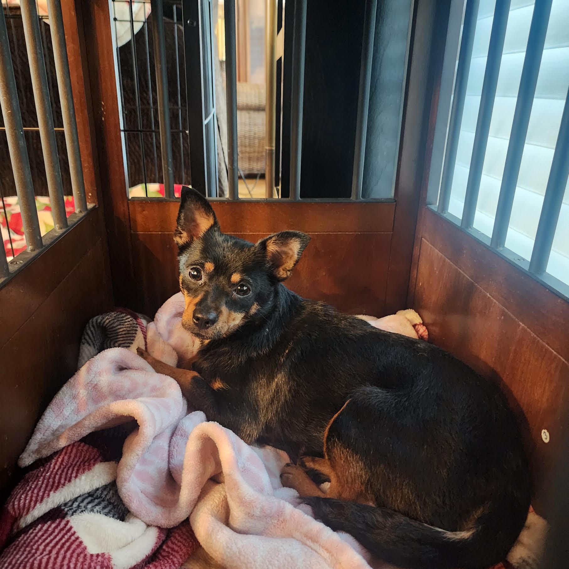 Enlarge Maisey, a Adoptable mixed breed in Cumming, GA image 5/5
