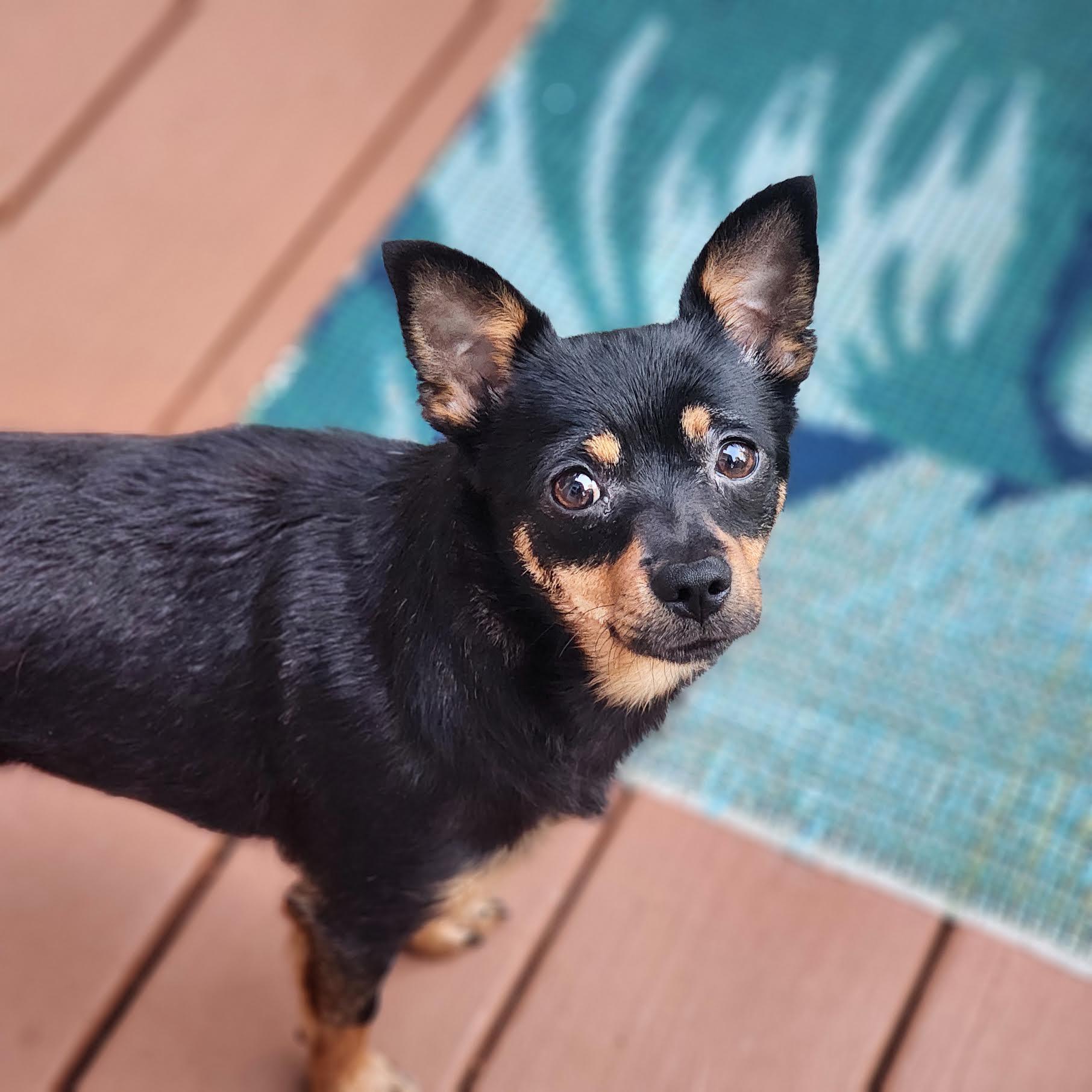 Enlarge Maisey, a Adoptable mixed breed in Cumming, GA image 2/5