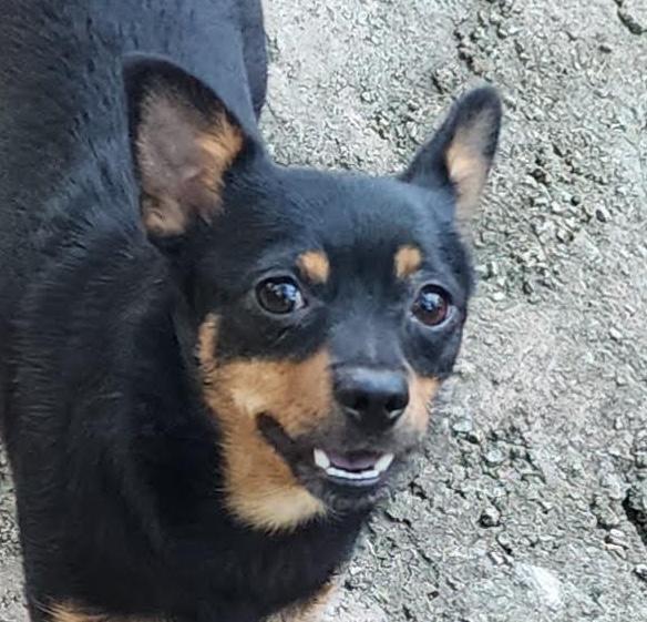 Maisey, Adoptable, Young Female Chihuahua.