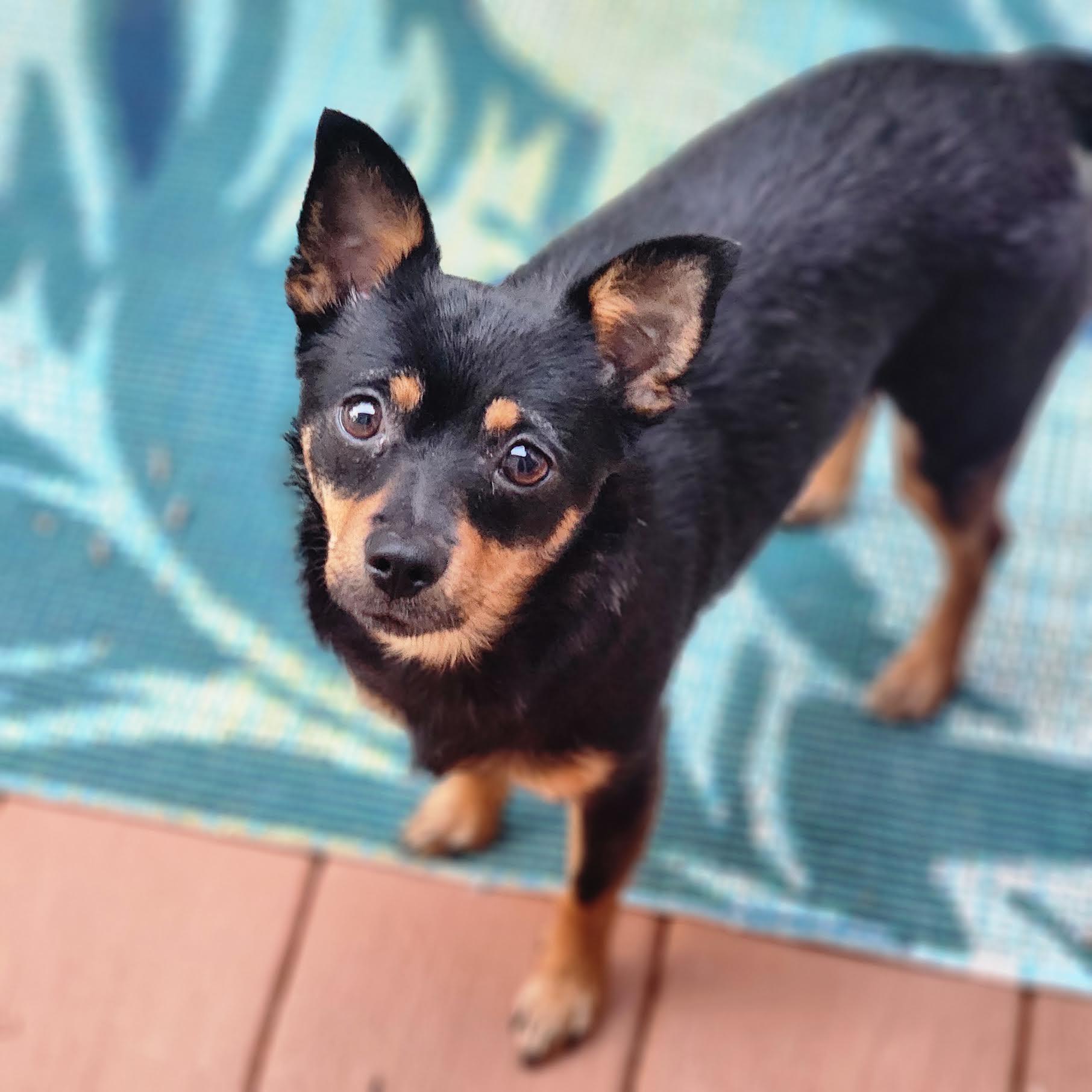 Enlarge Maisey, a Adoptable mixed breed in Cumming, GA image 3/5