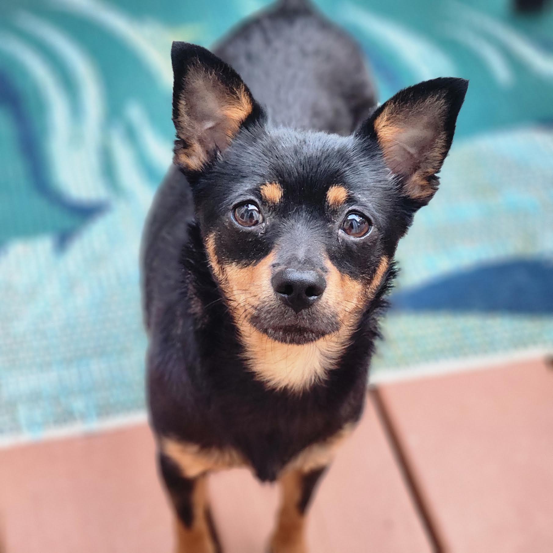 Enlarge Maisey, a Adoptable mixed breed in Cumming, GA image 1/5