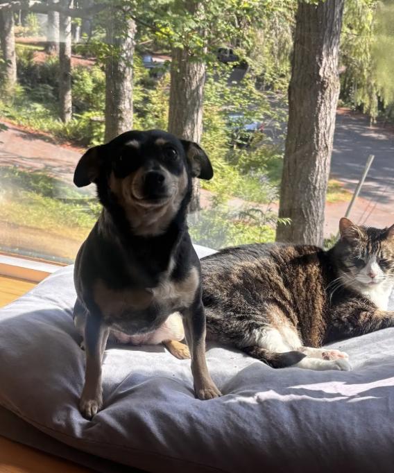 Winnie, Adoptable, Adult Female Chihuahua.