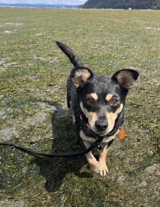 Enlarge Winnie, a Adoptable Chihuahua in Seattle, WA image 2/3