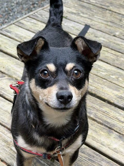 Enlarge Winnie, a Adoptable Chihuahua in Seattle, WA image 3/3